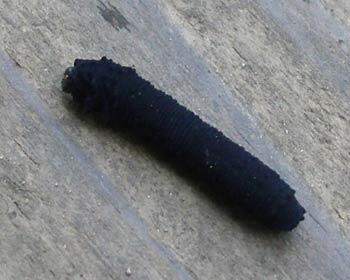 �Ȃ�̃C���H