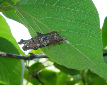 �~�m���V�͗t���ςɂ���