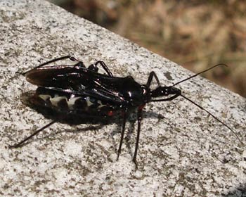 ���R�d�i�T�V�K���H