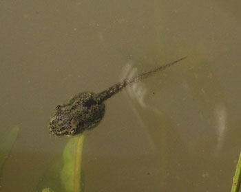 �E�V�K�G���̎q�H