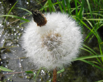 ���̓^���|�|�H