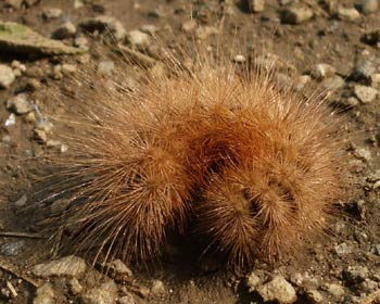 �E�j����Ȃ���