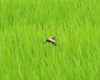 �L�A�Q�n���ȁ`