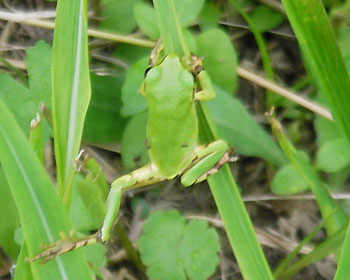 �X�g���b�`�H