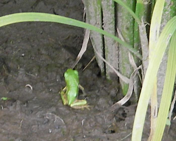 �C�l�̓W�����O��