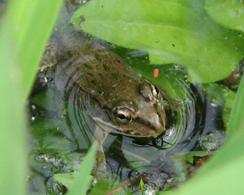 �J�G���͂R���