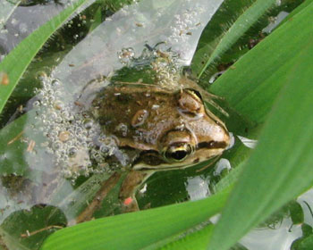 �����ŃW���O�W�[