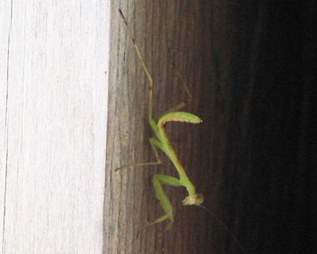 �Â���֓�����q�J�}�L��