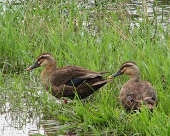 �c��ڂɃJ���K���͂�����