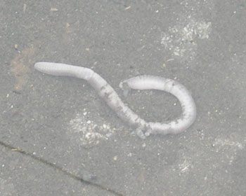 �J�̐����܂�œM���~�~�Y