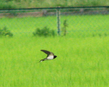 �c�o���������ς�