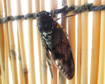 �悵���ɂ͂��