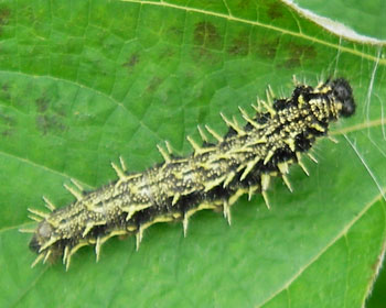 �A�J�^�e�n�̎q