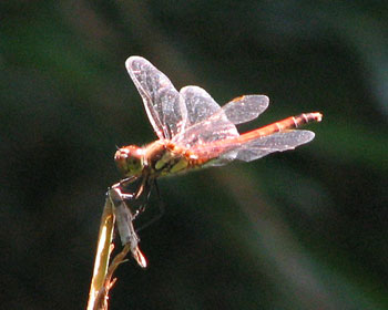 �A�J�g���{