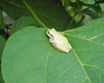 �L�X���Ă������