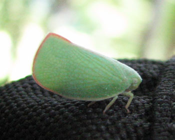 �A�I�o�n�S�����̓}���{�E��