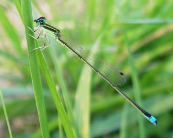 �A�W�A�C�g�g���{�͂Q�`�R����