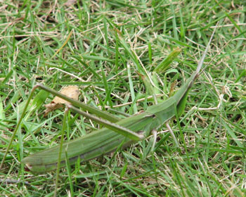 �K�������Ă������Ȃ��͉̂B��Ă����H