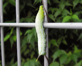 �z�V�z�E�W���N�̎q�H