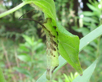 �z�V�q���z�E�W���N�̌Z��H