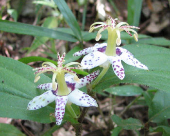 �񂵂����ׂ���