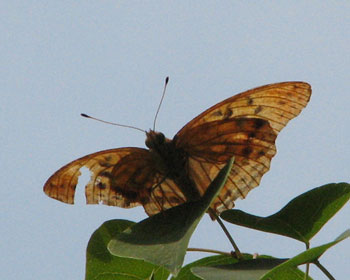 �����q���E����