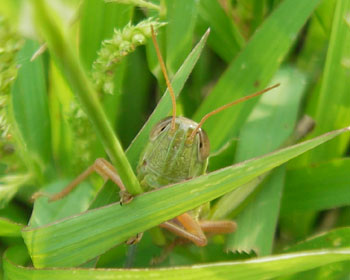 ������Ɠ{���Ă�