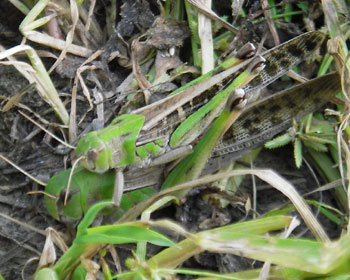 ����荞�ݒ�