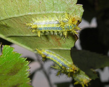 �q���w���A�I�C���K����