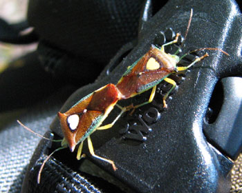 �G�T�L�����L�c�m�J�����V����荞�ݒ�