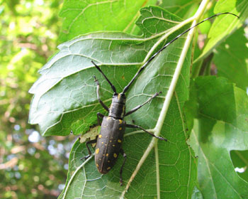 �G�p���܂ꂽ�L�{�V�J�~�L��