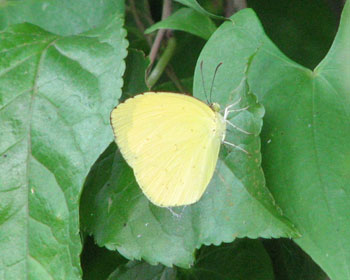 ���͔����L�`���E