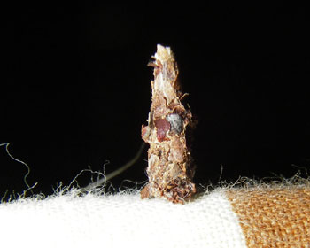 �������z�c�ɂ������Ă�