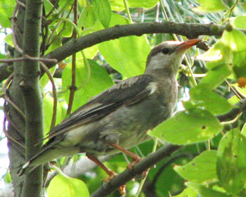 �W�����N�h��