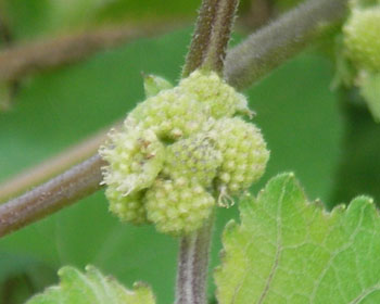 �I�i���~�ɂȂ�\��