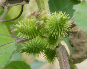 �d�オ�����I�i���~