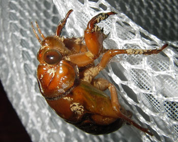 ���낻��Z�~�ɂȂ肽��