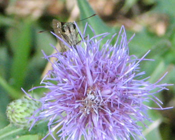 �A�U�~�ƃZ�Z��