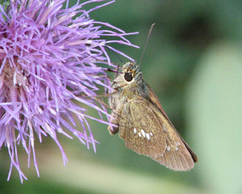 �I�I�`���o�l�Z�Z���Ɏ��Ă�H