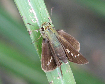 �C�`�����W�Z�Z���H