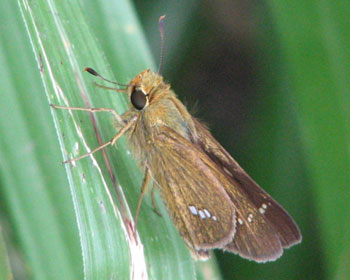 �ڂ����肭��