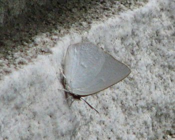 �I�X����