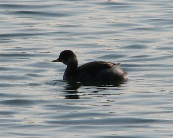 �e�G�n�W���J�C�c�u��