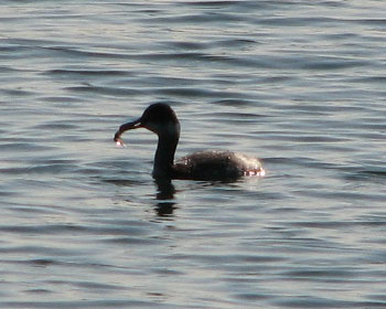 ���ꂵ���Ď񂪐L�т�