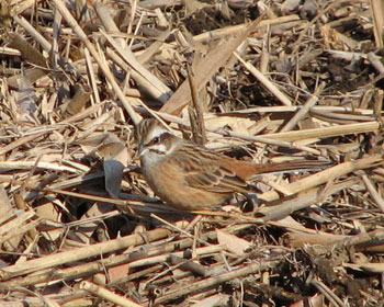 �H�����z�I�W��