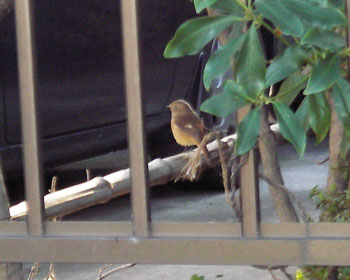 �����W���r�q