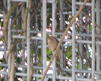 �����Ɣ����W���r�q