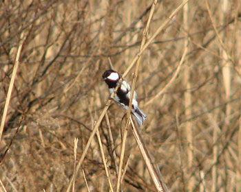 �c�c�s�[�c�s�[�c�s�[�c�s�[�[�[�[�I