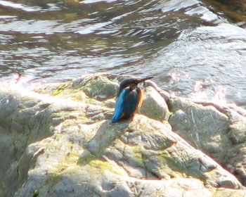 �Â��Ă��w���͌���J���Z�~