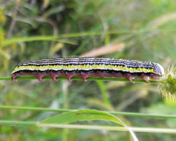 �L�N�Z�_�J���N���炵��